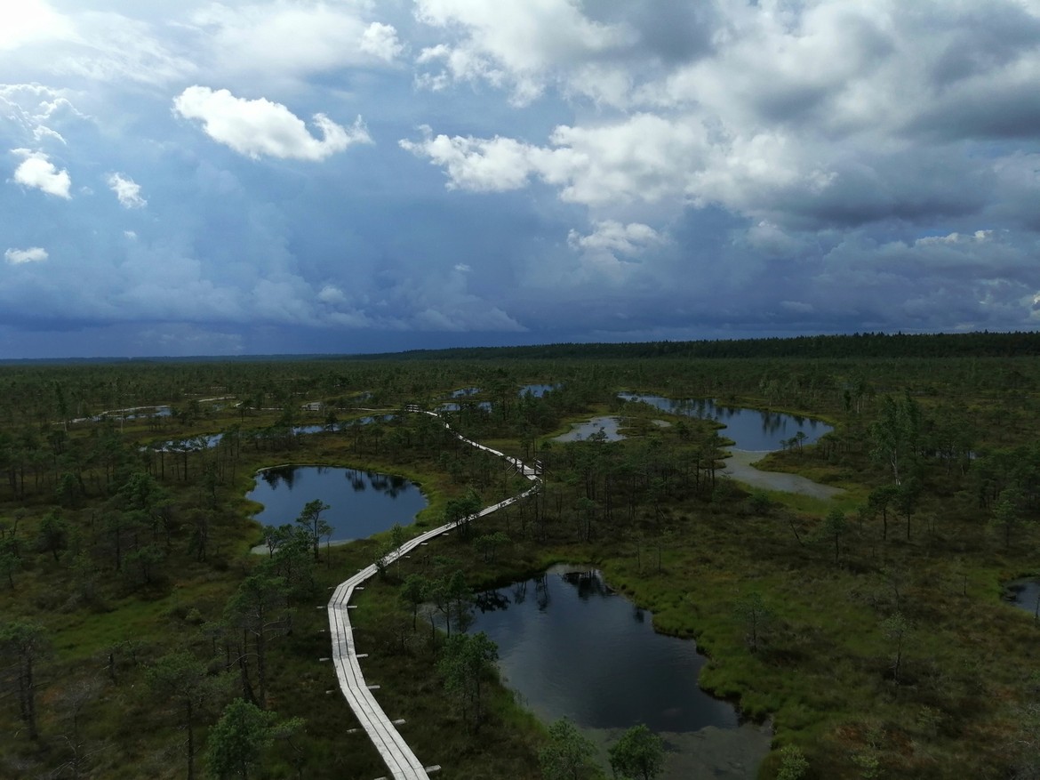 Stroll trough the beautiful swamps while watching birds and the awesome nature